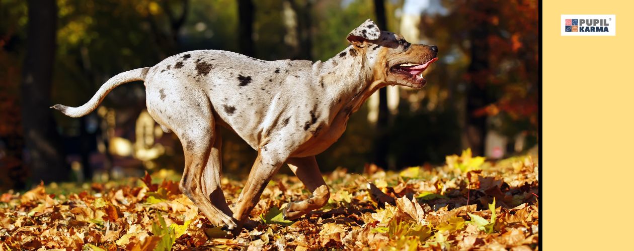 Pies wielofunkcyjny. Zdjęcie biegnącego psa na tle jesiennych liści. PO prawej żółty pas i logo pupilkarma. 
